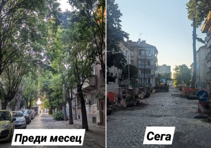 дървета_преди_-_сега.png